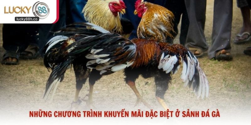 Những chương trình khuyến mãi đặc biệt ở sảnh đá gà